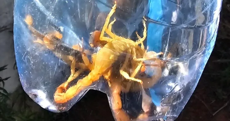 Prefeitura realiza ação de combate a escorpiões no Gralha Azul em Wenceslau Braz