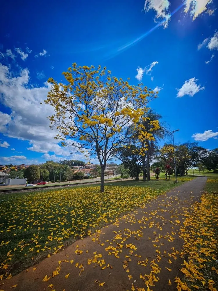 Você sabia que flores de ipê são comestíveis? Confira algumas receitas e curiosidades