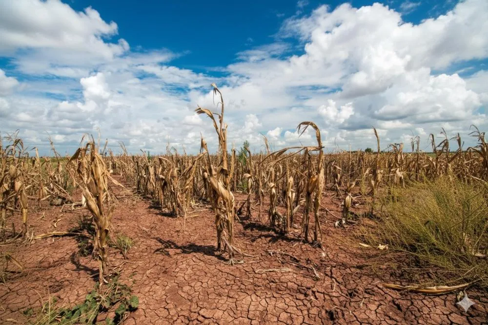 Seca no Norte Pioneiro: cidades estão há mais de 26 dias sem chuva e situação fica crítica