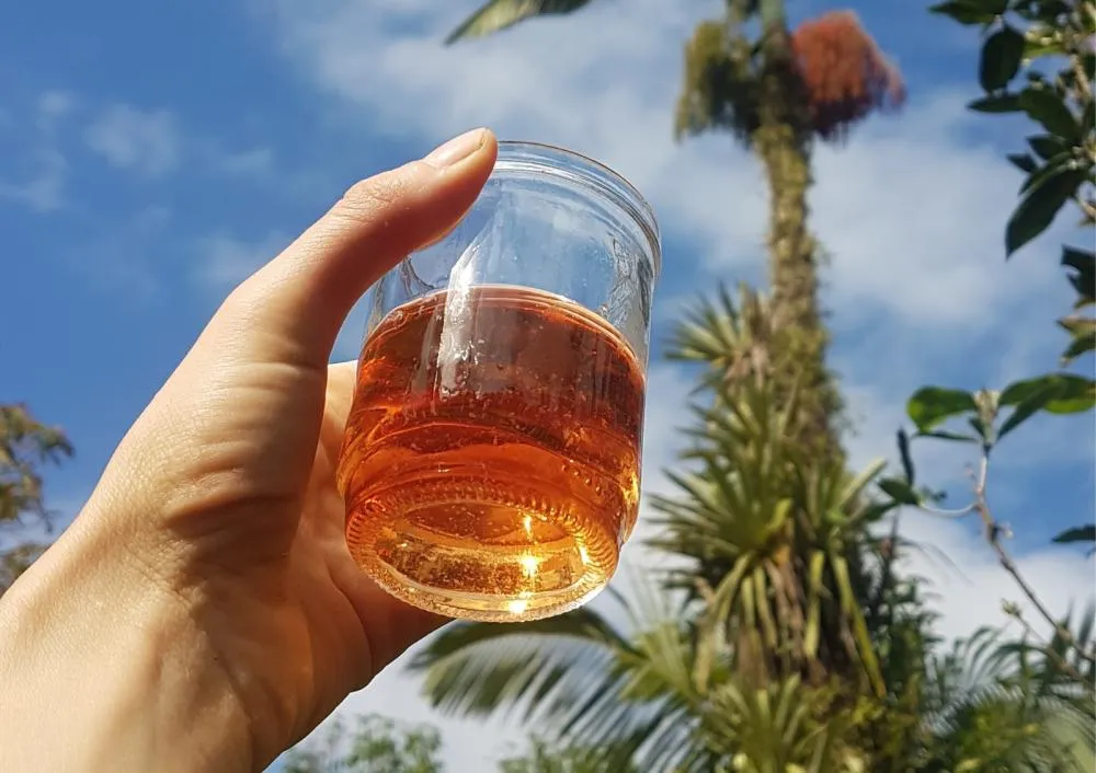 Descoberta do açúcar de banana chega no Norte Pioneiro com palestras e oficinas