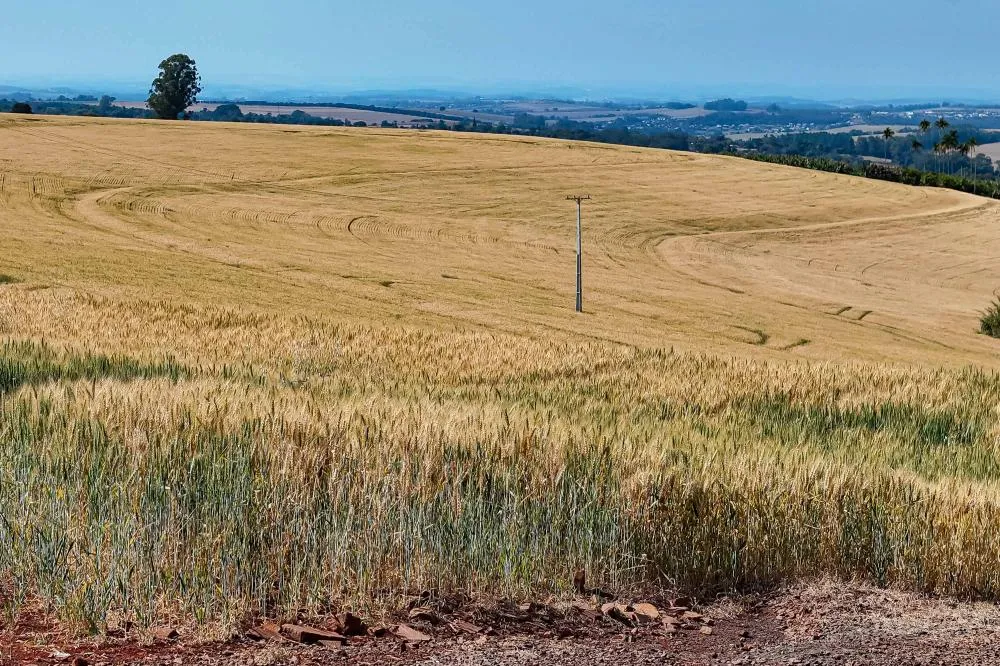 Paraná foi o estado que mais investiu recursos na agricultura em 2025