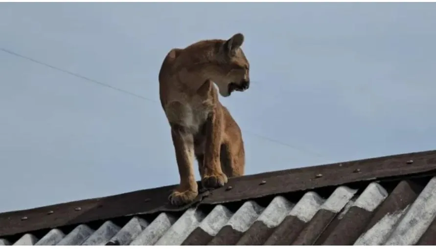 Onça Parda é resgatada no telhado de residência no Norte Pioneiro