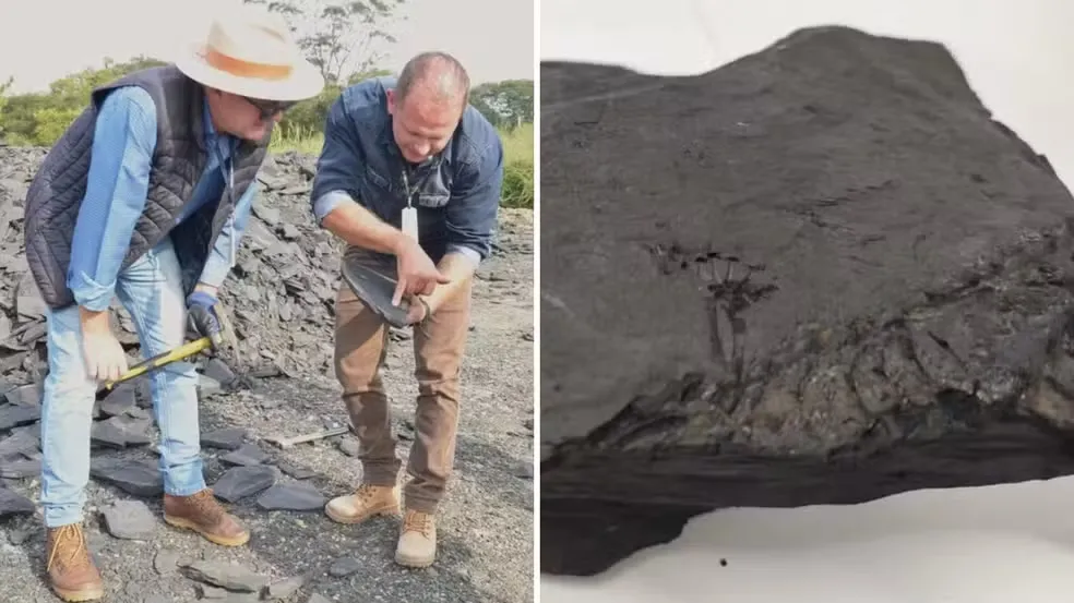 Obra de asfalto é paralisada em rodovia do Paraná devido a fósseis de animais mais antigos que dinossauros