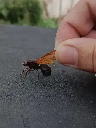 Revoada das tanajuras provoca aparição de “formigas gigantes” no Norte Pioneiro; entenda o fenômeno