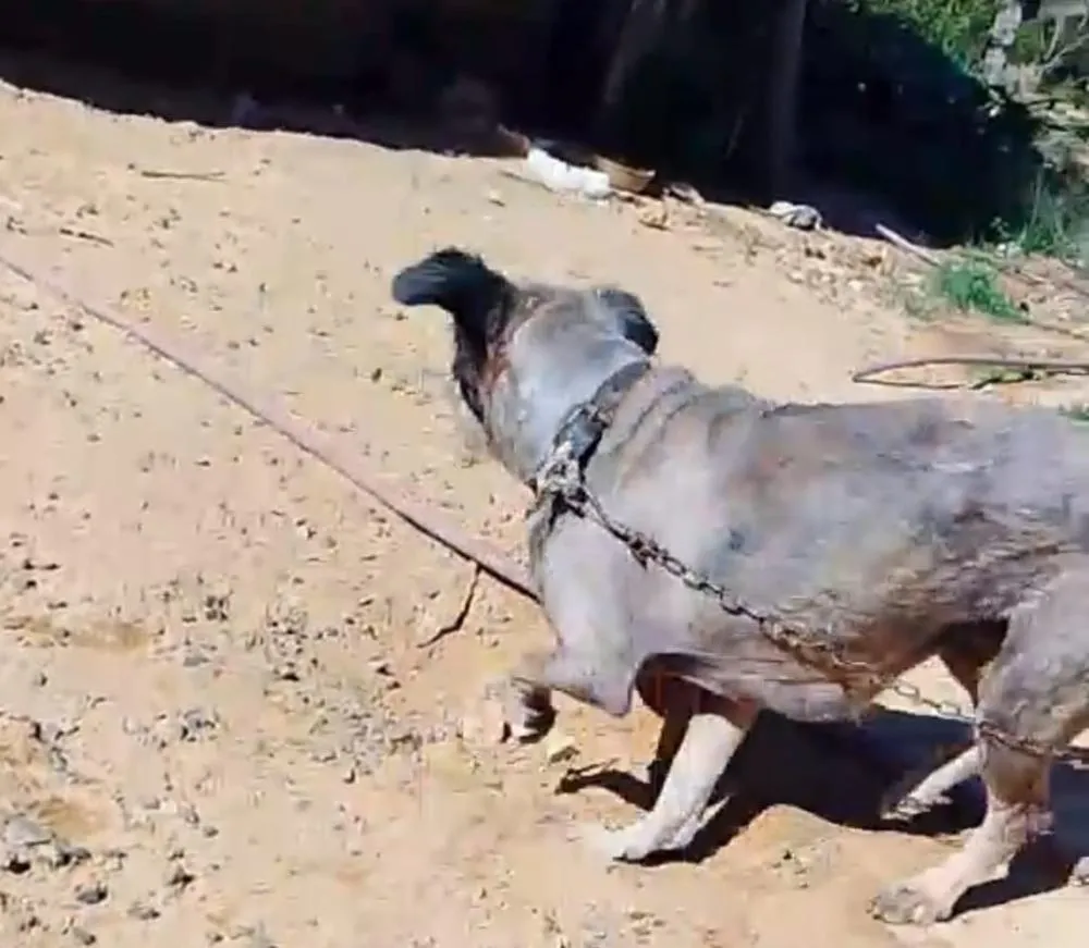 Homem é preso por maus-tratos contra cachorra em Wenceslau Braz