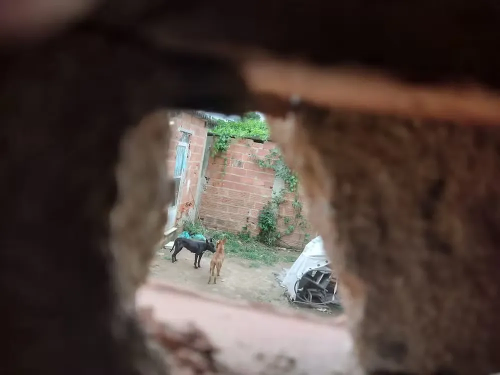 Polícia prende “Serial Killer” brasileira suspeita de matar pessoas e cachorros