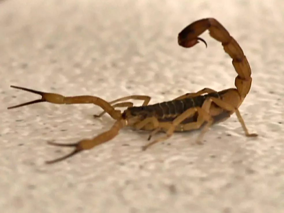 Aumento de casos de escorpiões coloca Jaboti em alerta