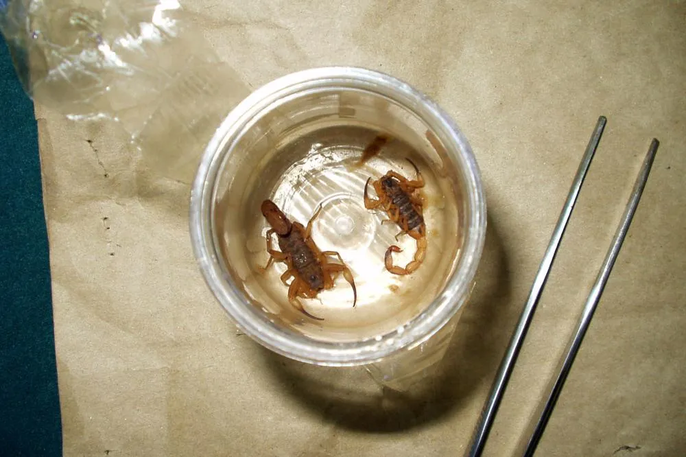 Paraná registrou três mortes por escorpião em 2025 sendo todas no Norte Pioneiro