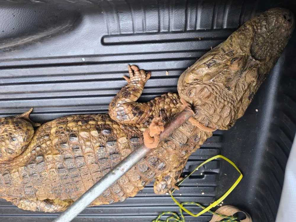 Jacaré de grande porte é encontrado próximo a residências em município da região