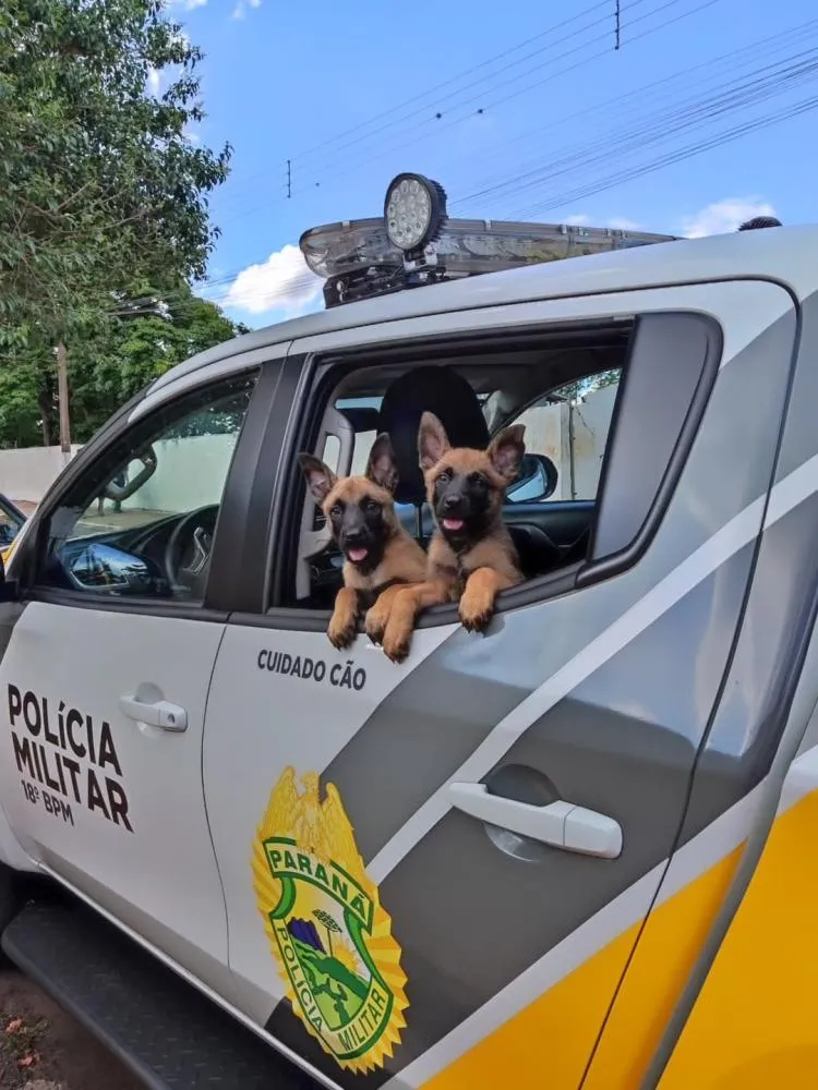 Polícia Militar de Cornélio Procópio ganha reforço com dois novos filhotes treinados para operações