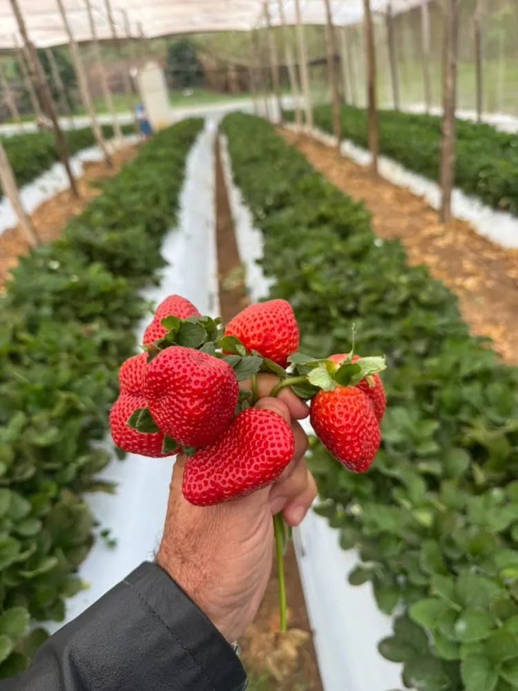 Evento em Jaboti une café e morango em dia de palestras e capacitação para produtores rurais