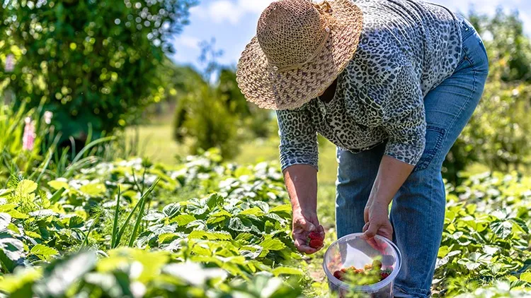 Jundiaí do Sul abre inscrições para agricultores familiares interessados em receber estufas agrícolas