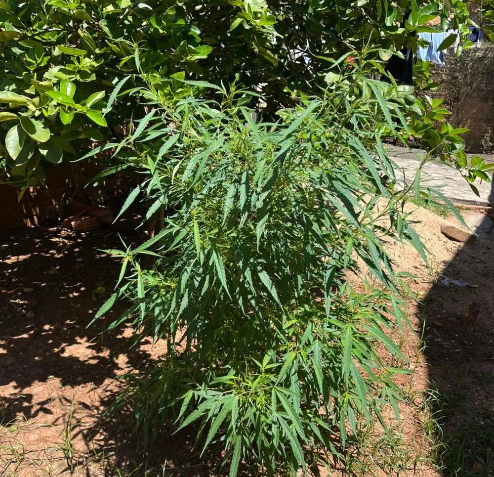 Homem é detido por plantar maconha em Santana do Itararé