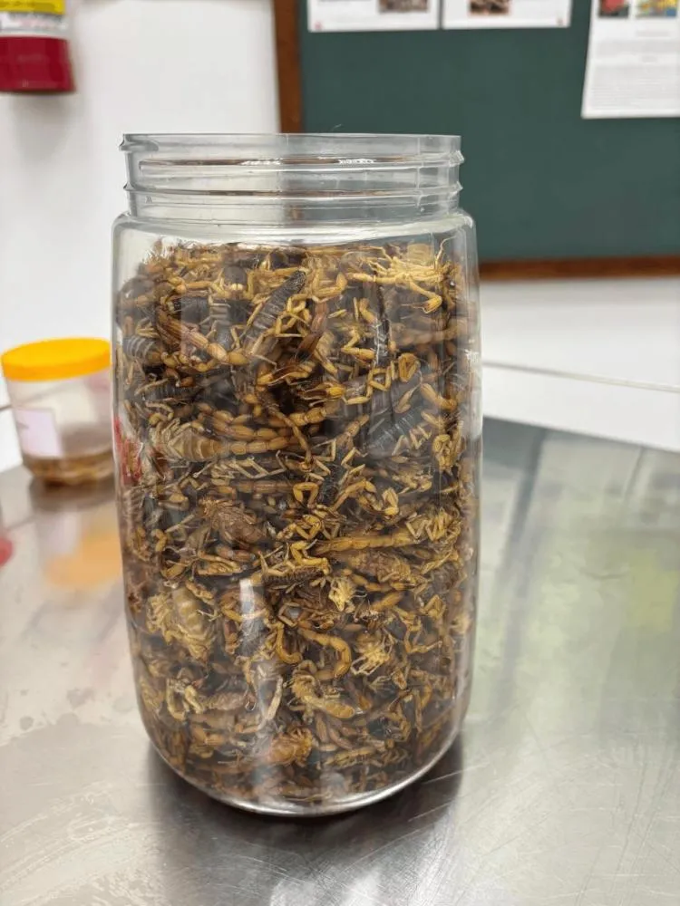 Norte Pioneiro enfrenta crise com escorpiões: três mortes e mais de 5 mil animais capturados