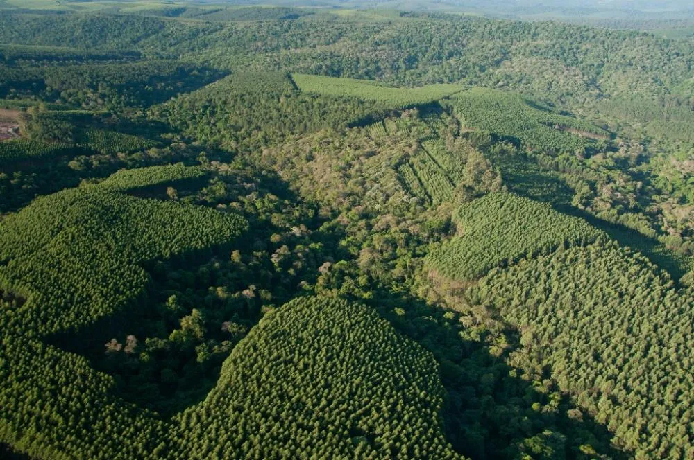 Klabin abre 33 vagas de Ajudante Florestal em Jaguariaíva