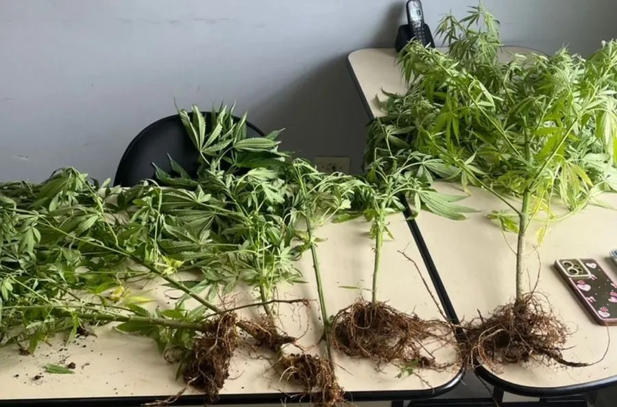 Polícia deflagra operação contra o tráfico em Siqueira Campos