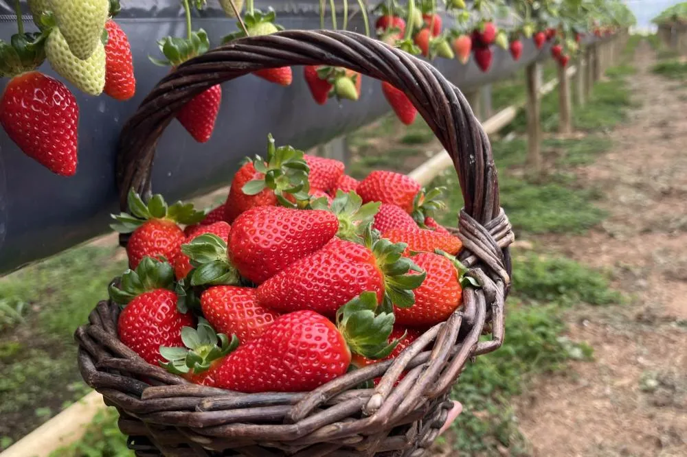 Jaboti consolida liderança na produção de morangos no Paraná e ganha projeção com nova rota turística