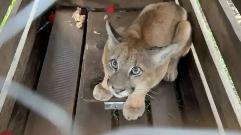 Onça-parda é resgatada após ficar presa em armadilha em fazenda da região