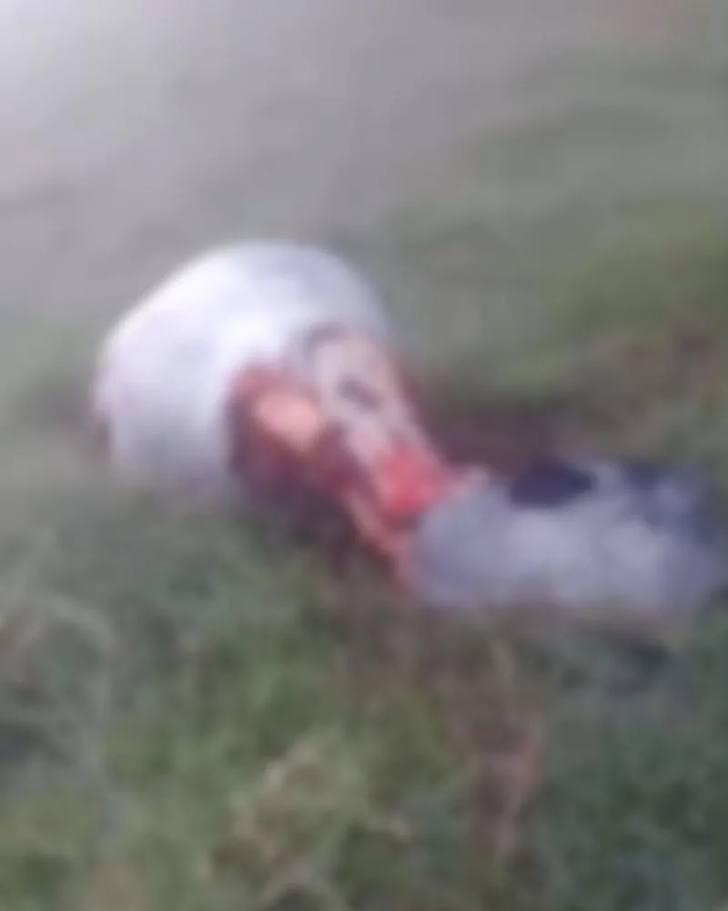 Polícia investiga abate clandestino e crueldade animal em fazenda da região