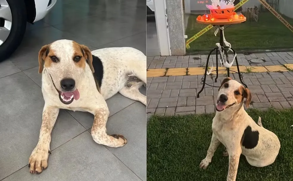 Cachorro comunitário leva tiro e morre no hospital; caso foi no Paraná