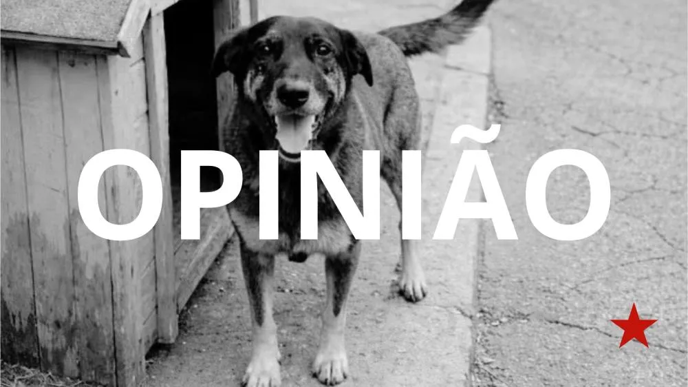 Mataram o cachorro Orelha e foram ver o Pluto na Disney