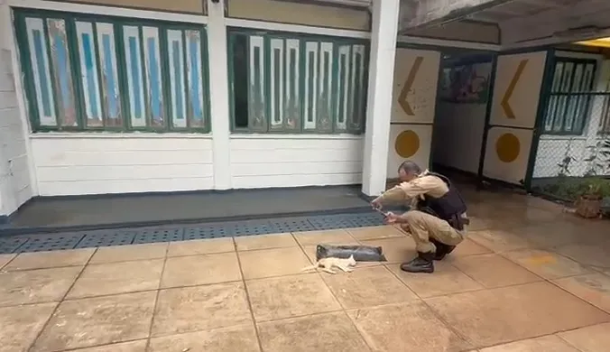 Gatos são encontrados mortos em escola do Norte Pioneiro