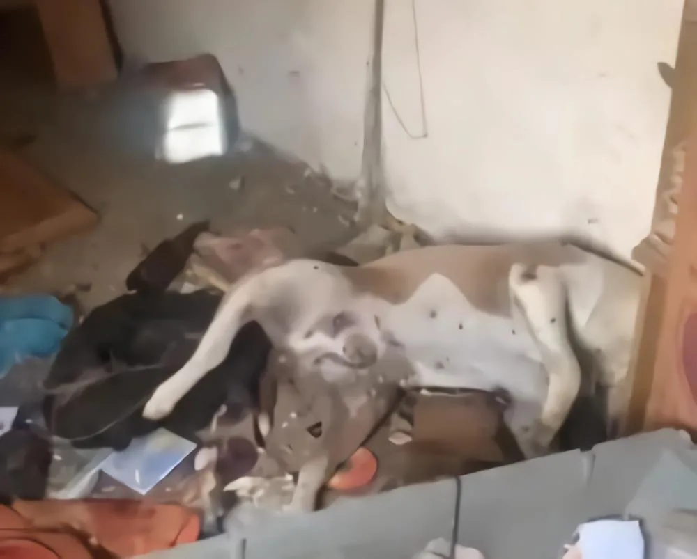 Casos de violência contra animais disparam em cidade do Norte Pioneiro
