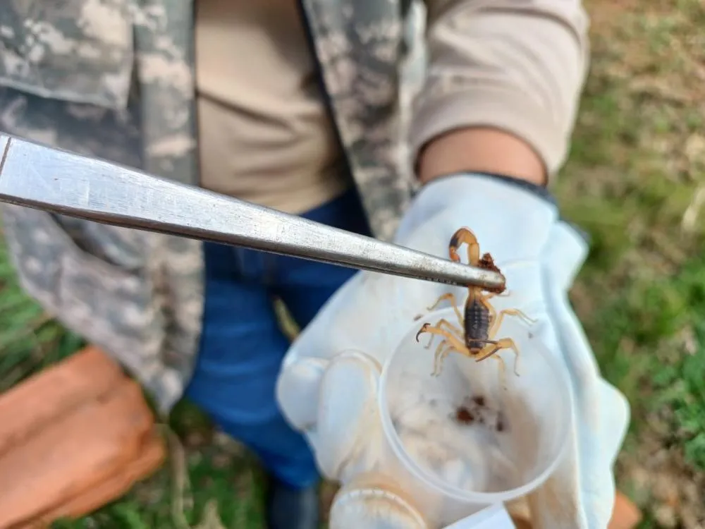 Japira reforça ações de prevenção e combate a escorpiões
