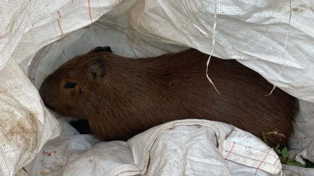 Família resgata capivara ferida em rodovia de Wenceslau Braz