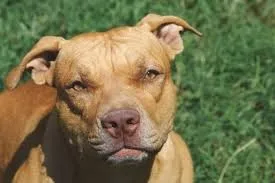 Pitbull invade residência e mata cachorro após atacar pessoas na rua