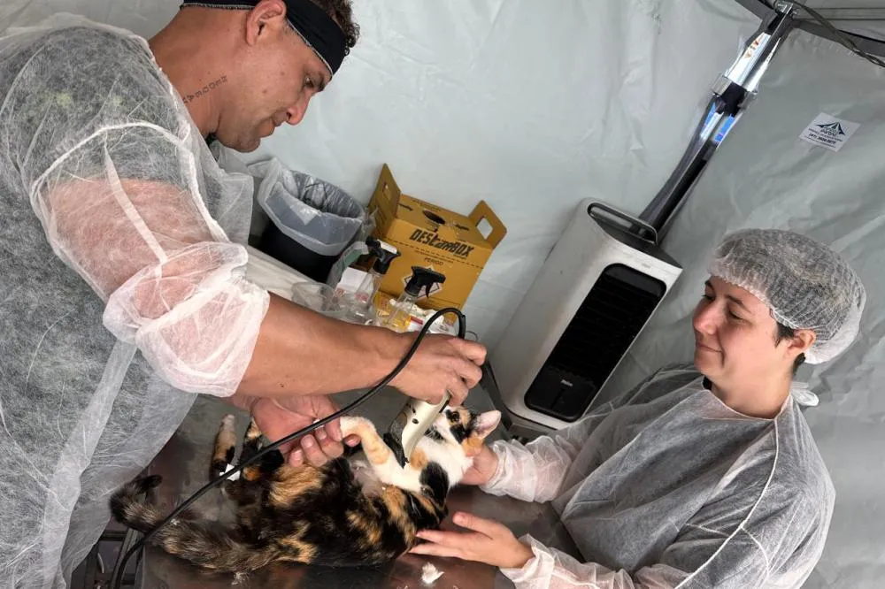 Wenceslau Braz abre vagas para castração gratuita de cães e gatos