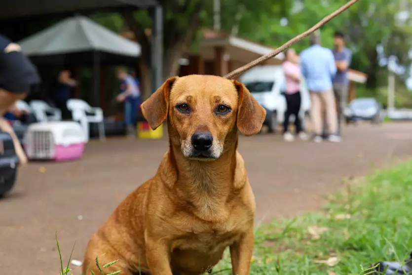 CastraPet percorre 12 cidades do Norte Pioneiro neste mês de março