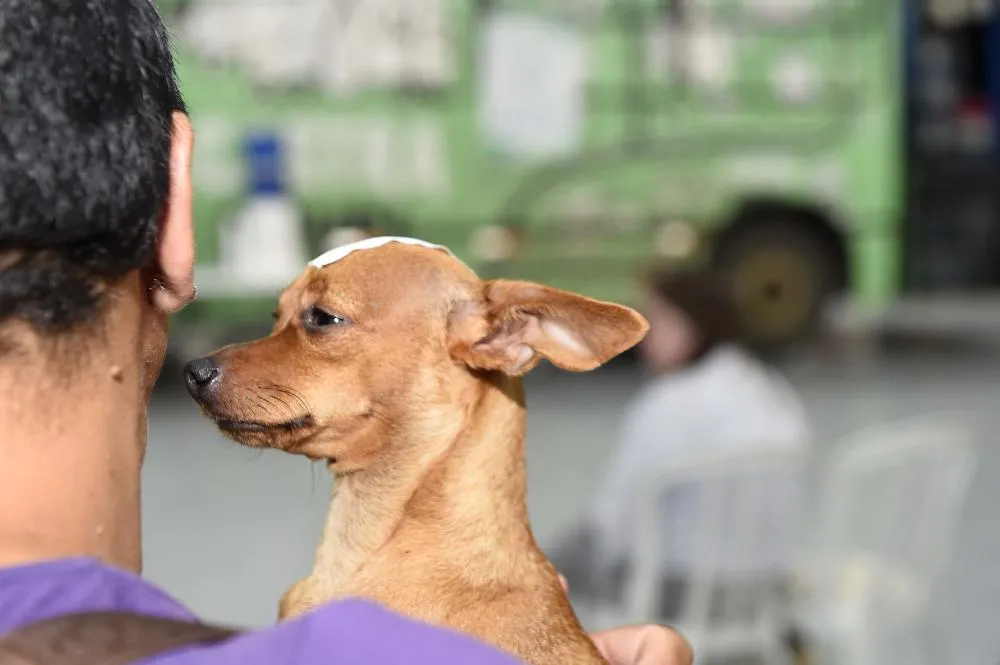 Governo leva Castra Pet para mais duas cidades do Norte Pioneiro nesta semana