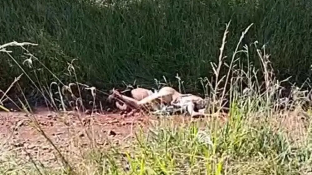 Imagens mostram casal encontrado morto e seminu em Arapoti; veja o vídeo