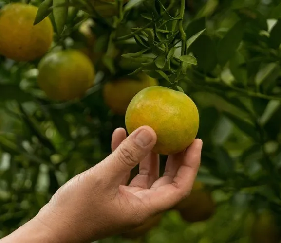 Greening: novas medidas de controle no Paraná | Campo & Cia #283