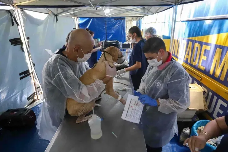 Castra+Paraná 2 chega a Wenceslau Braz com 200 vagas para castração gratuita de cães e gatos