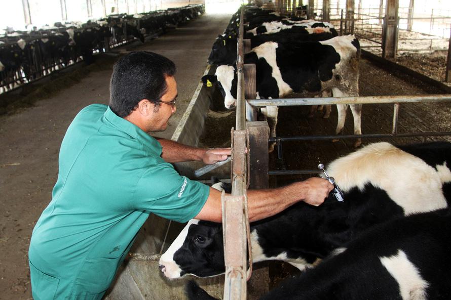 Vacinação contra aftosa é prorrogada para até o dia 15