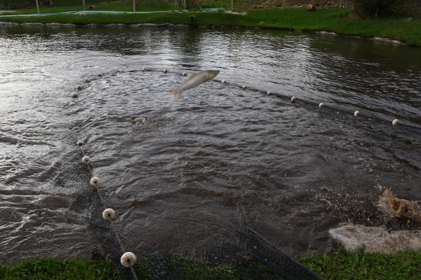 Paraná se consolida como maior produtor de peixes do Brasil