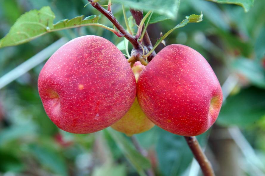 Paraná produziu 1,44 milhão de toneladas de frutas em 2016