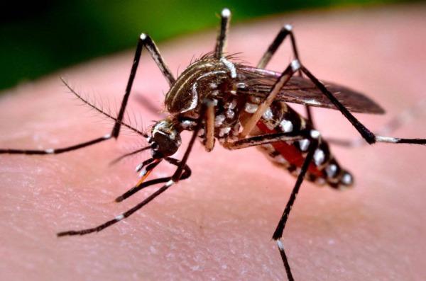 Paraná confirma mais três casos de morte por dengue; agora são oito