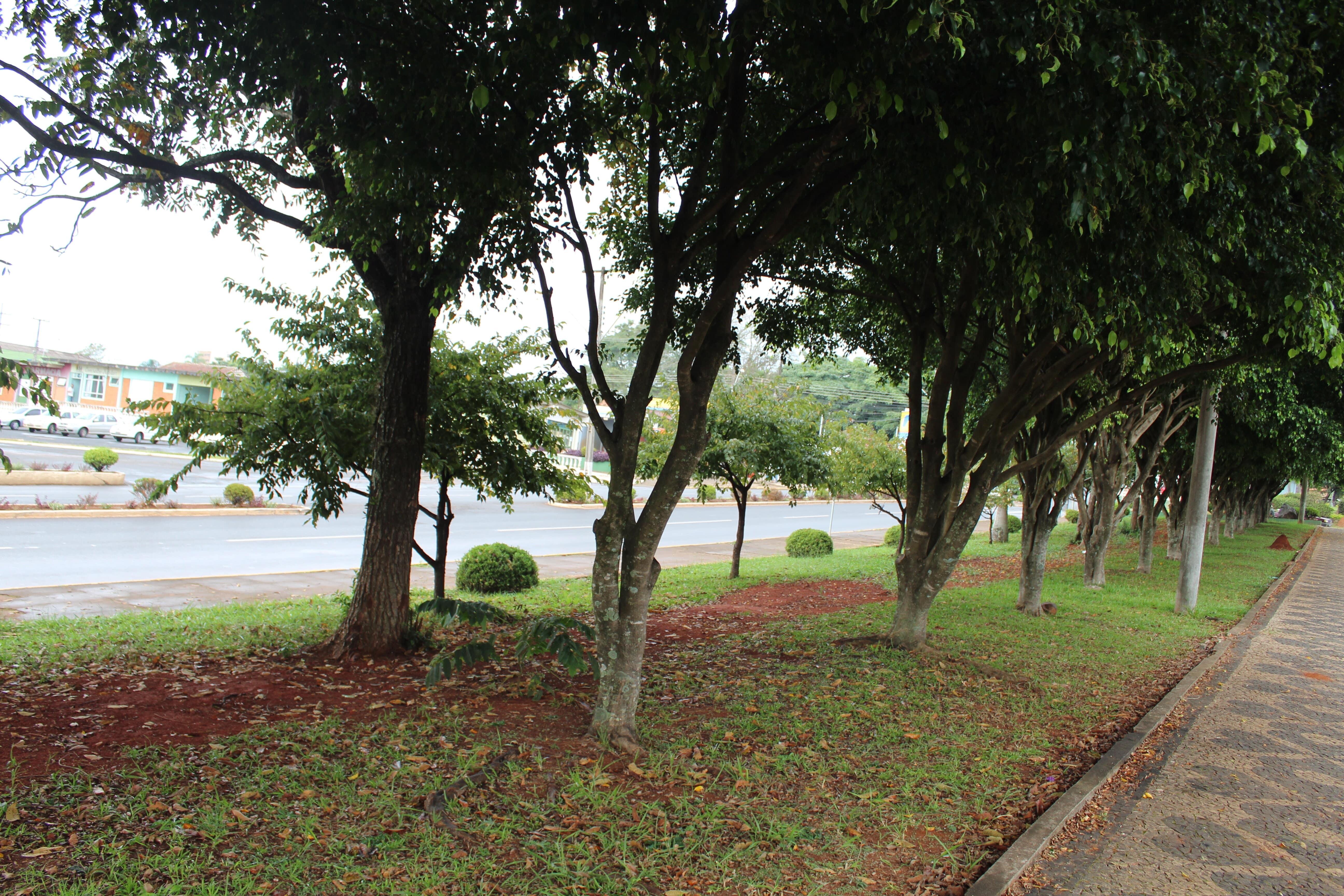 Prefeitura e Ecodet elaboram Plano Municipal de Arborização Urbana em Arapoti