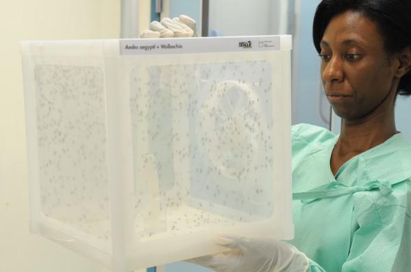 Tecpar inaugura laboratório de controle natural de mosquitos