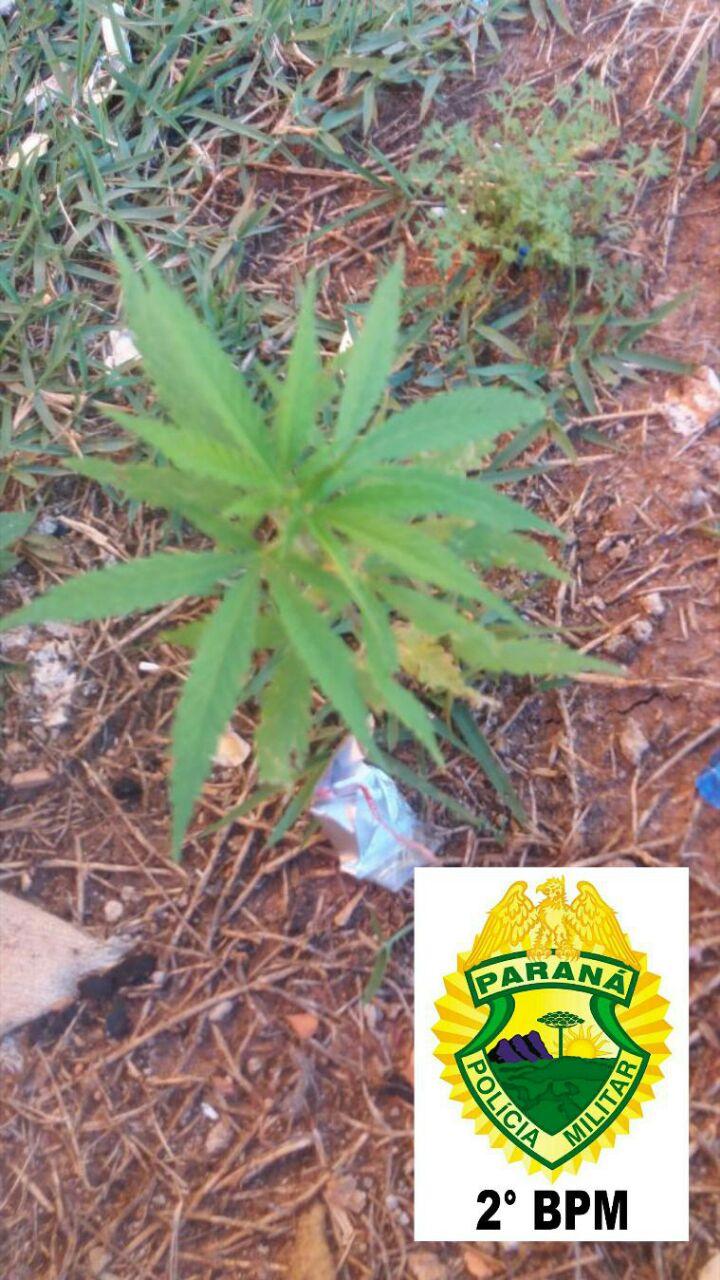 Polícia encontra maconha em quintal e proprietária diz não conhecer a erva