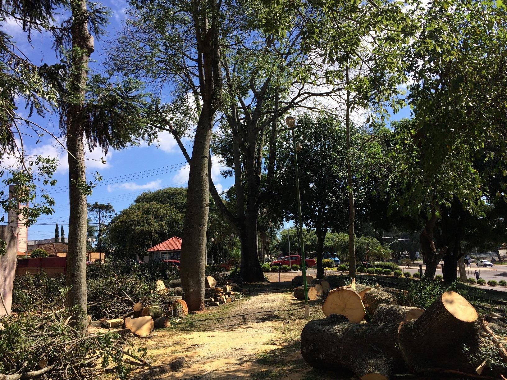 Prefeitura de Arapoti publica nota de esclarecimento sobre corte de Paineiras