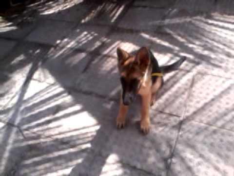 Bandidos roubam residência e levam até o cachorro