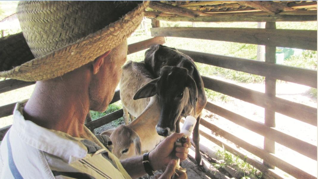 Adapar lança campanha para vacinação de prevenção a febre aftosa
