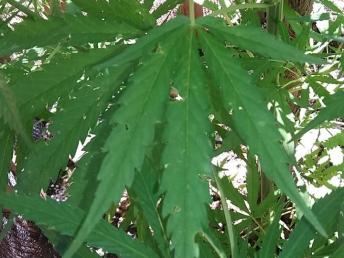 Plantador de maconha é preso em Ibaiti