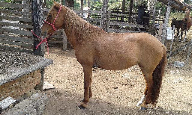 Polícia recebe denúncia sobre égua que estaria sendo violentada