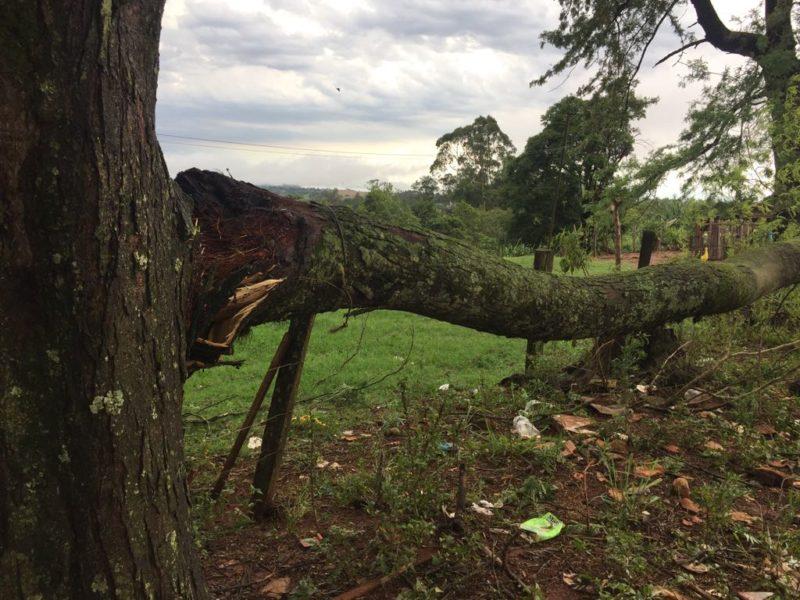 Temporal da madrugada faz estragos no Norte Pioneiro