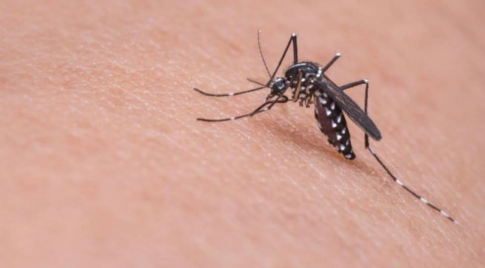 Casos de dengue sobem 29% em duas semanas; País registra 86 mortes pela doença